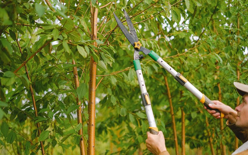 Tree trimming in Crothersville, IN